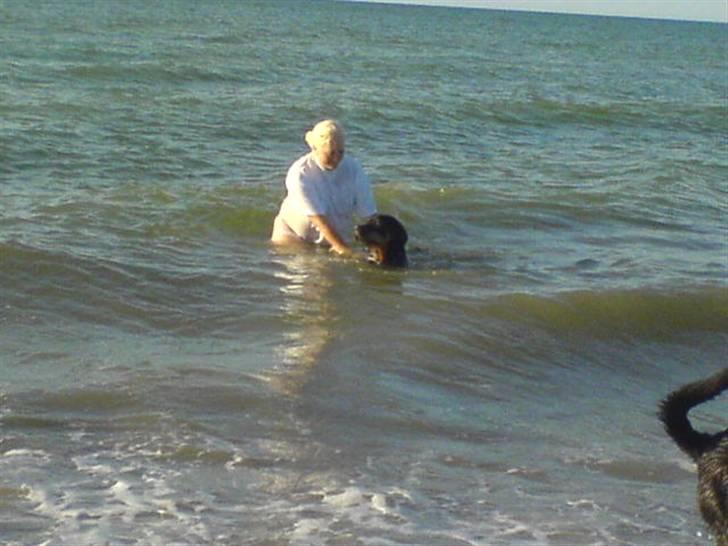 Rottweiler Basse (født Bacon) - ude at bade med berit billede 14