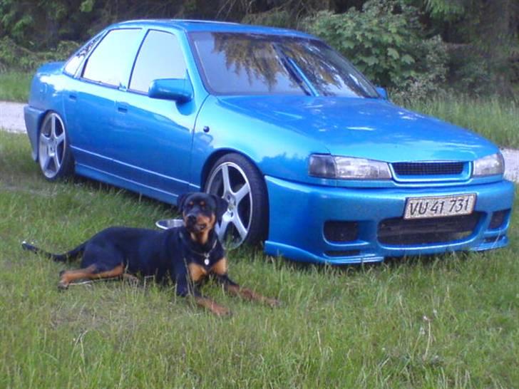 Rottweiler Basse (født Bacon) - hviler efter en tur i skoven billede 15