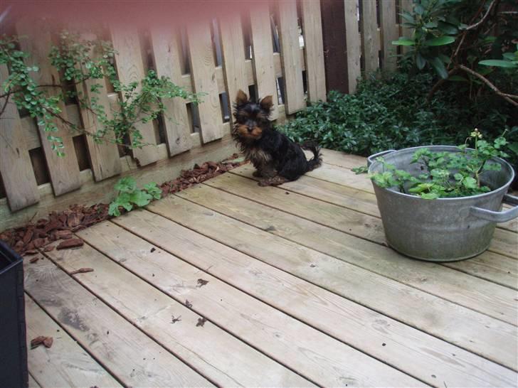 Yorkshire terrier Alfred billede 2
