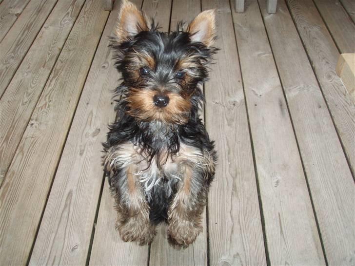 Yorkshire terrier Alfred billede 3