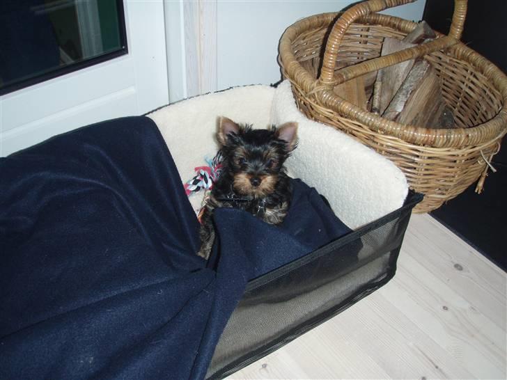 Yorkshire terrier Alfred billede 5