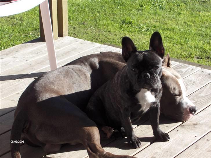 Fransk bulldog Aja - Sep. 06 Aja 10 mdr. gammel billede 10