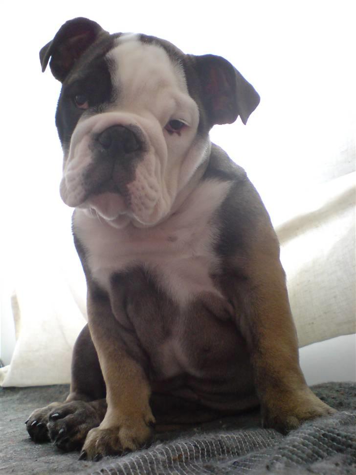 Engelsk bulldog Bella - Bella´s nye bidereb.. Med boldt.. Waow..! billede 1