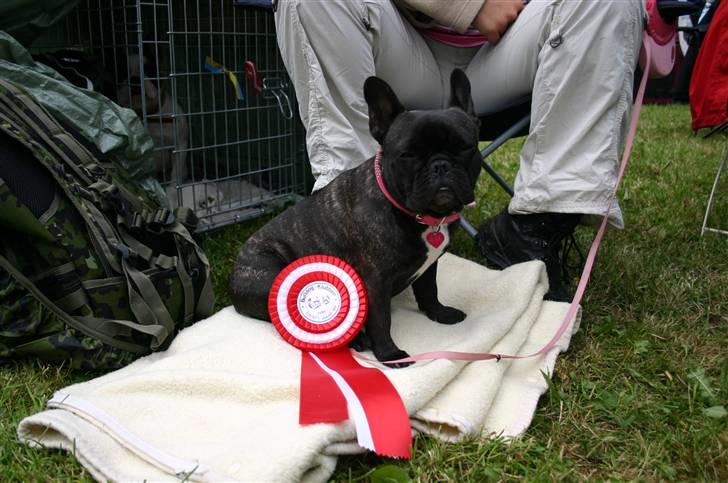 Fransk bulldog Aja - Bøsøre d. 18 maj 07 Aja 15 mdr. billede 11
