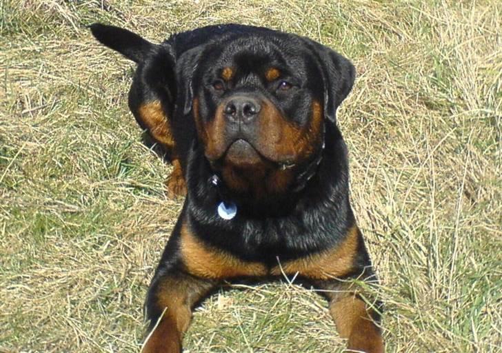 Rottweiler Zaiko - 11 måneder nu har lige været ude og bade:) billede 1