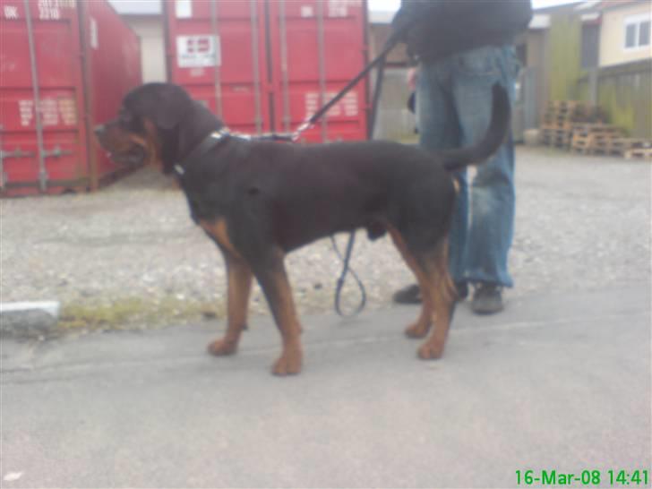 Rottweiler Zaiko - 11 måneder og ser lige på en anden hund:) billede 2