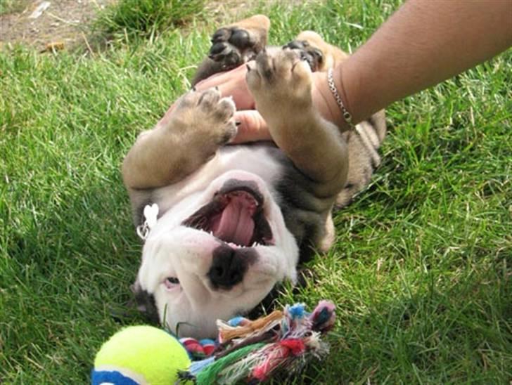 Engelsk bulldog Bella - iiii det kilder... billede 2