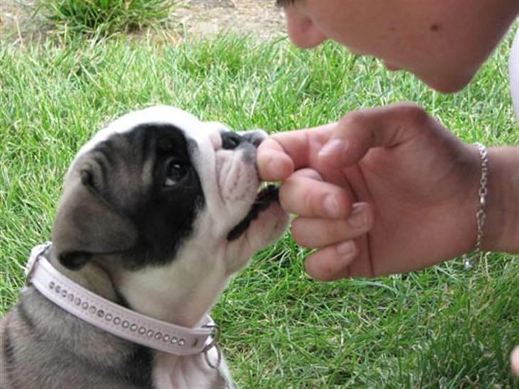 Engelsk bulldog Bella - ``Kan du så være sød og ikke bide mig i fødderne, søde Bella?`` billede 3