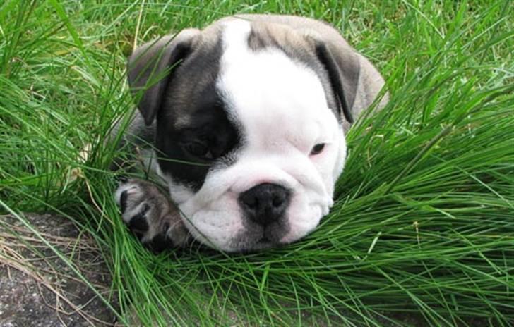 Engelsk bulldog Bella billede 4