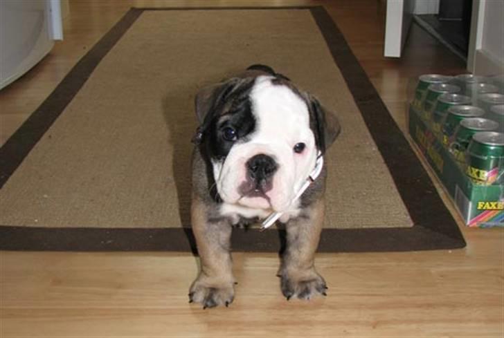 Engelsk bulldog Bella - ooOO (Hvad F** laver du ?) billede 5