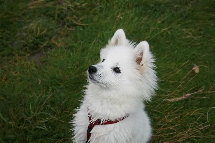 Japansk spids Aya aka Aysen Nicolaisen billede 1