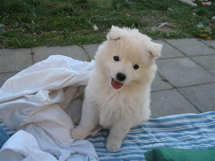 Japansk spids Aya aka Aysen Nicolaisen billede 2