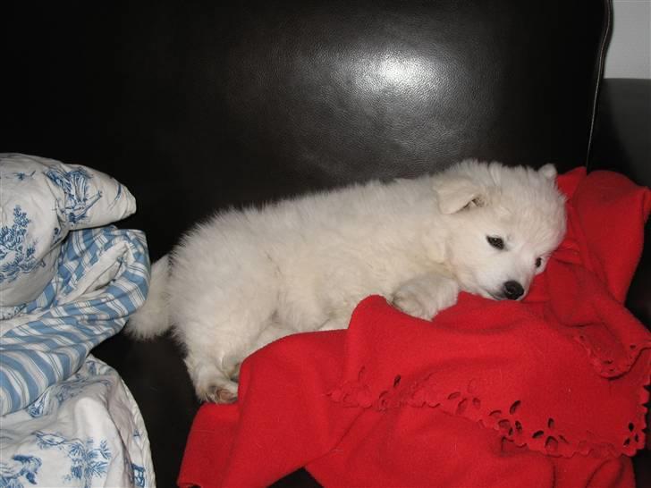 Japansk spids Aya aka Aysen Nicolaisen billede 3