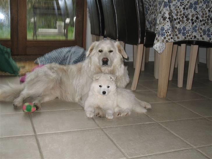 Japansk spids Aya aka Aysen Nicolaisen billede 4