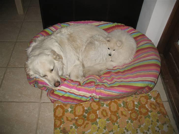 Japansk spids Aya aka Aysen Nicolaisen billede 5