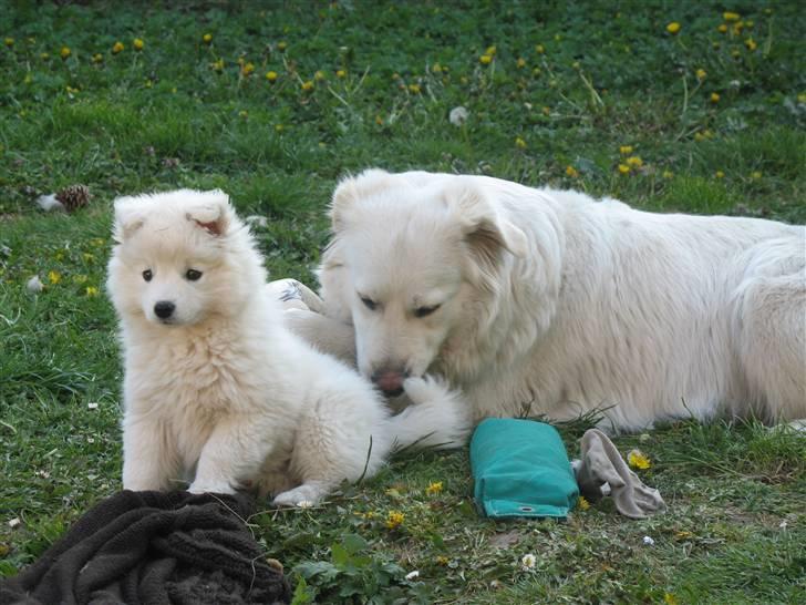 Japansk spids Aya aka Aysen Nicolaisen billede 6