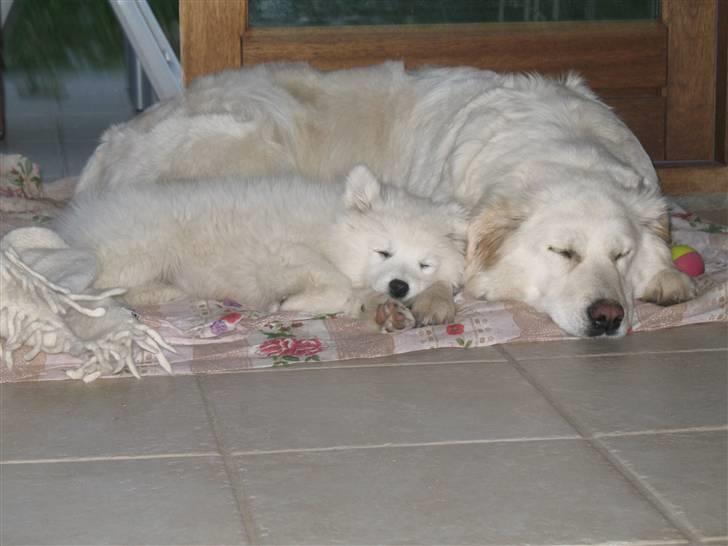 Japansk spids Aya aka Aysen Nicolaisen billede 7