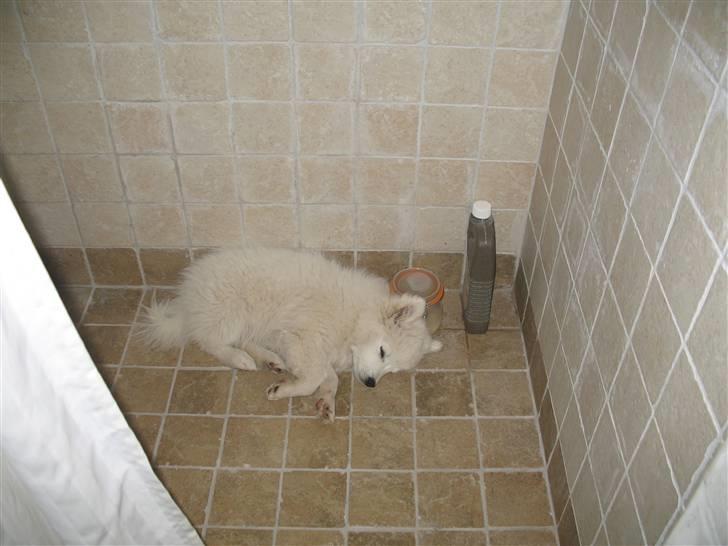 Japansk spids Aya aka Aysen Nicolaisen billede 8