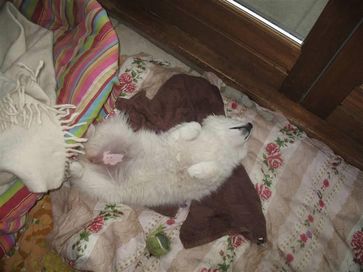 Japansk spids Aya aka Aysen Nicolaisen billede 9