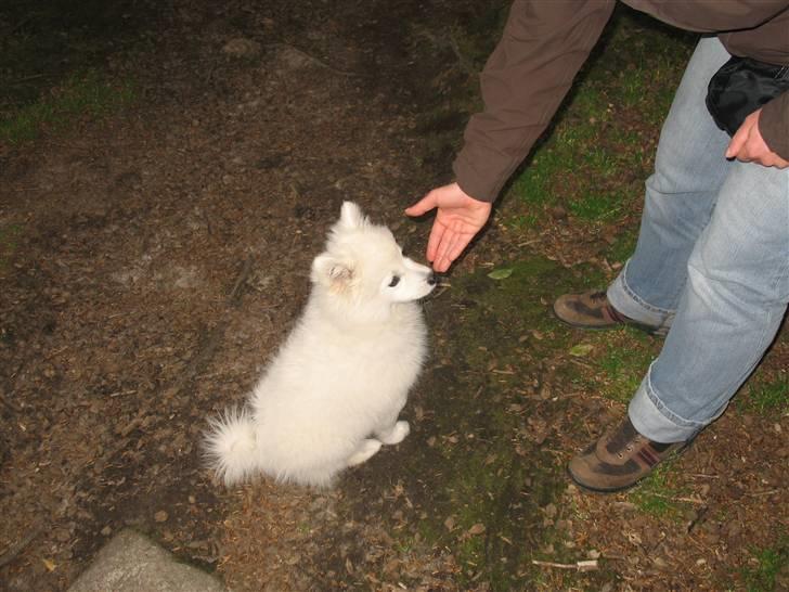 Japansk spids Aya aka Aysen Nicolaisen billede 10