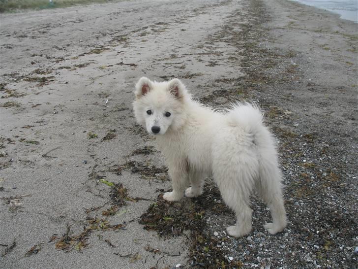 Japansk spids Aya aka Aysen Nicolaisen billede 11