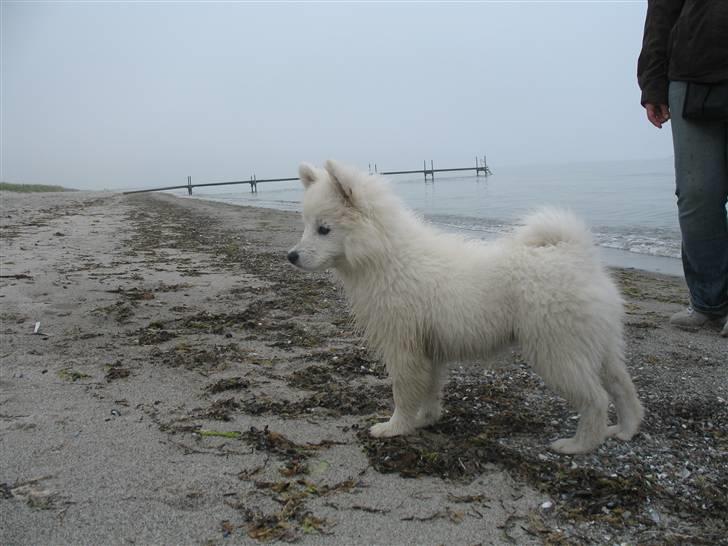 Japansk spids Aya aka Aysen Nicolaisen billede 12