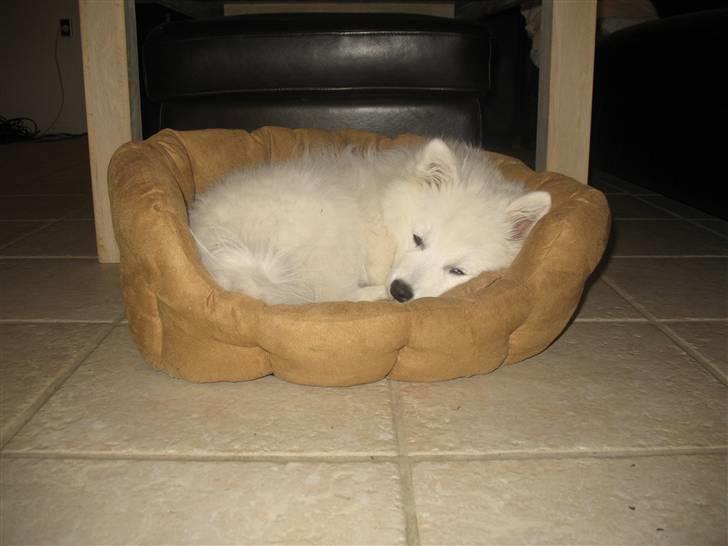 Japansk spids Aya aka Aysen Nicolaisen billede 13