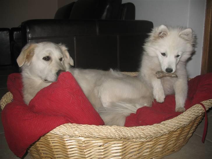 Japansk spids Aya aka Aysen Nicolaisen billede 14