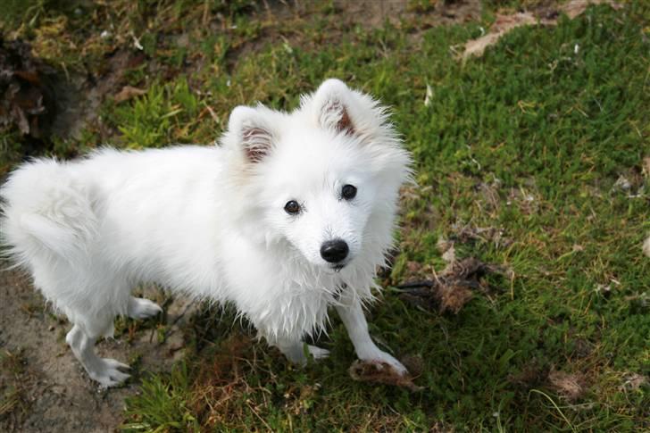 Japansk spids Aya aka Aysen Nicolaisen billede 15