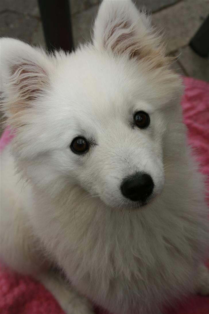 Japansk spids Aya aka Aysen Nicolaisen billede 17