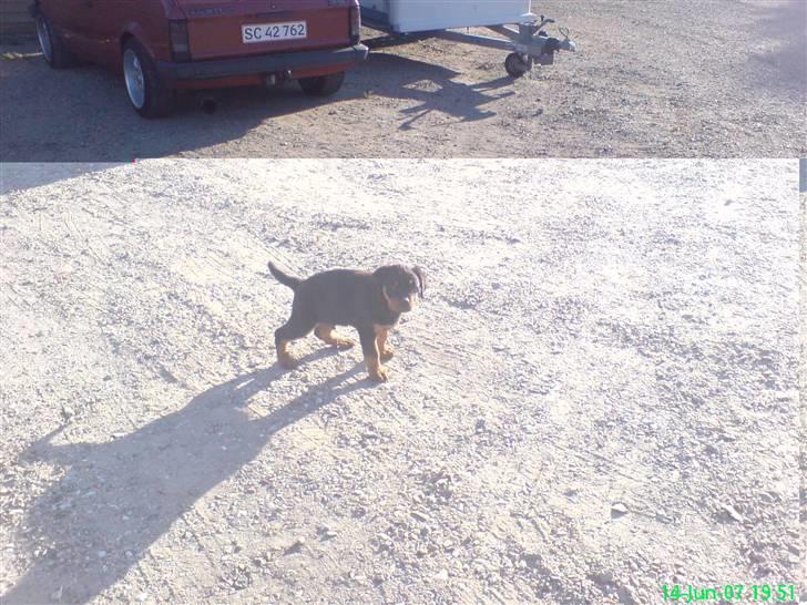 Rottweiler Zaiko - står lige her og tisser 10 uger, har lige forladt min mor, far og søskene billede 3