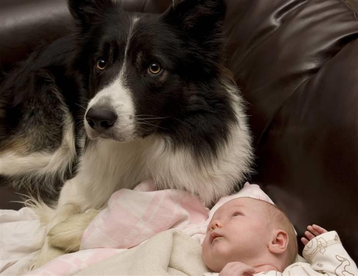 Border collie Tjamp - Tjamp ligger i sofaen og passer på Sofia billede 18