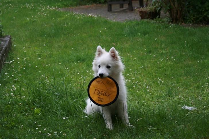 Japansk spids Aya aka Aysen Nicolaisen billede 18