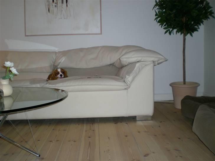 Cavalier king charles spaniel Maggie billede 13