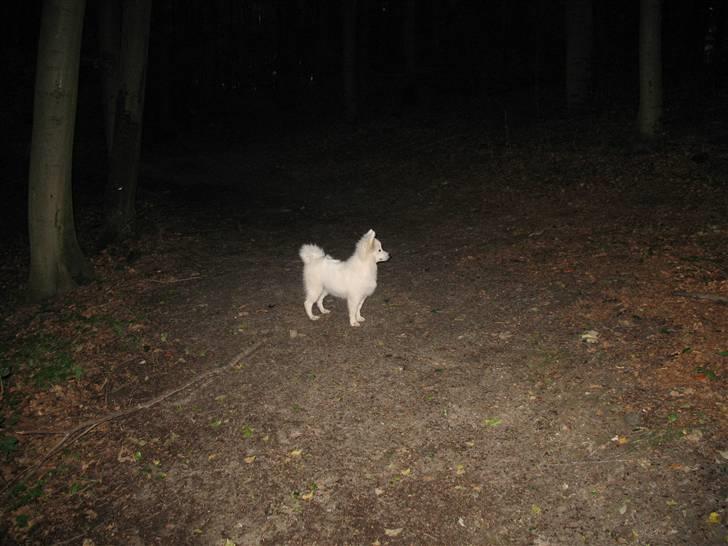 Japansk spids Aya aka Aysen Nicolaisen billede 19