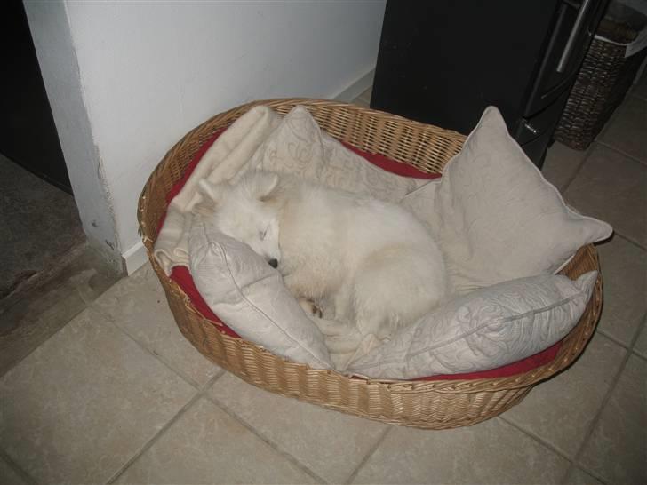 Japansk spids Aya aka Aysen Nicolaisen billede 20