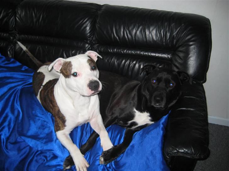 Amerikansk staffordshire terrier Chako billede 12