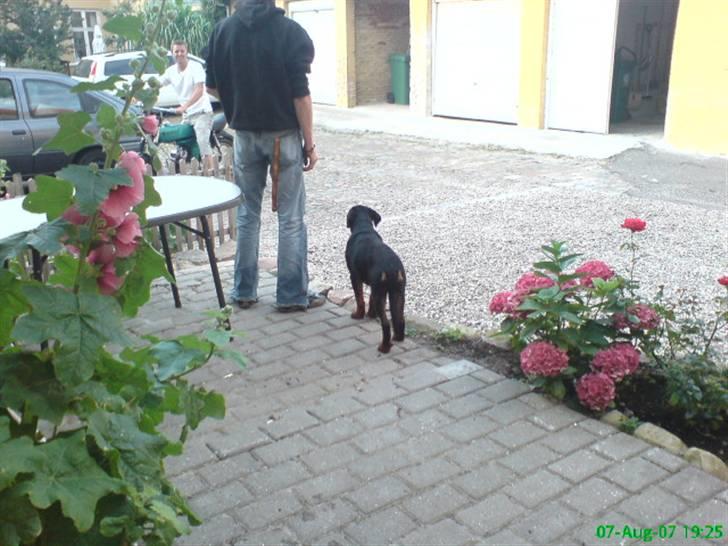 Rottweiler Zaiko - holder lige øje om der sker noget usædvanligt i gården billede 4