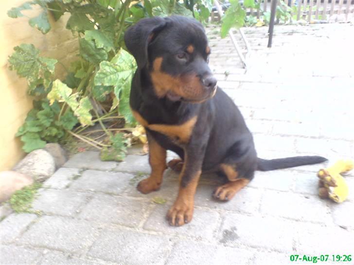Rottweiler Zaiko - 4 måneder nu og føler mig allerede meget stor billede 5