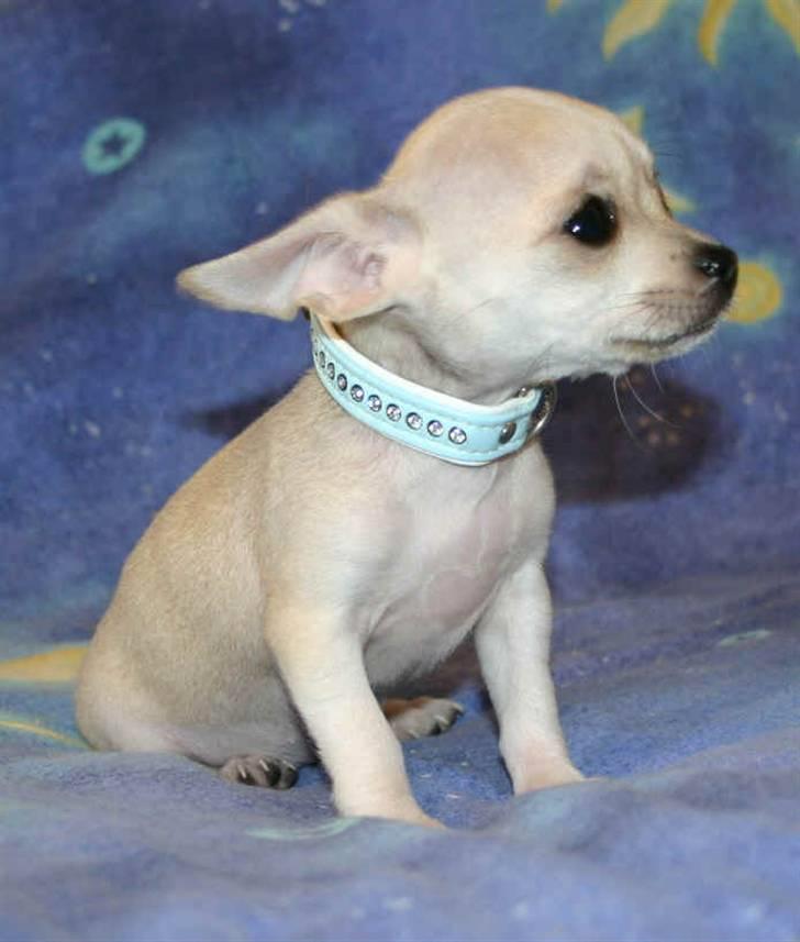 Chihuahua Maverick-Gucci - Billedet der fangede vore hjerter;) -fra salgsannoncen. billede 1