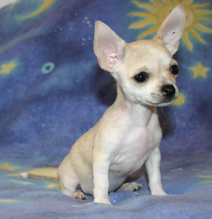 Chihuahua Maverick-Gucci - "salgsfotoét der fik os til at ønske han var vores":) billede 2