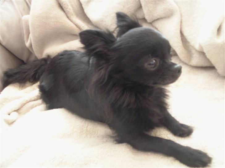 Chihuahua Battman billede 2