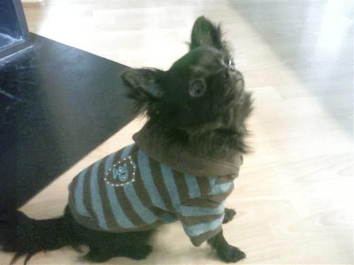 Chihuahua Battman - Er jeg ikke bare flot i min nye trøje? billede 3