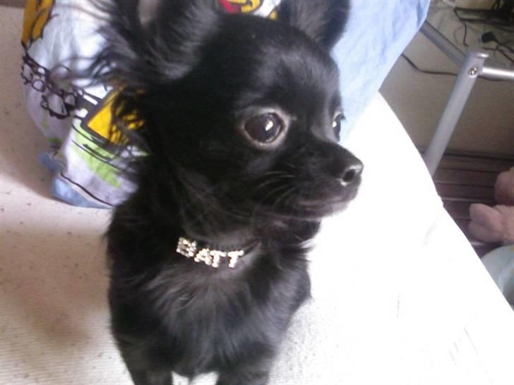 Chihuahua Battman billede 4