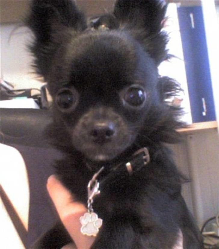 Chihuahua Battman billede 5