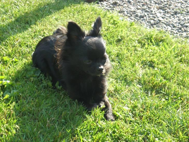 Chihuahua Battman - Ligger lige og slikker sol billede 6