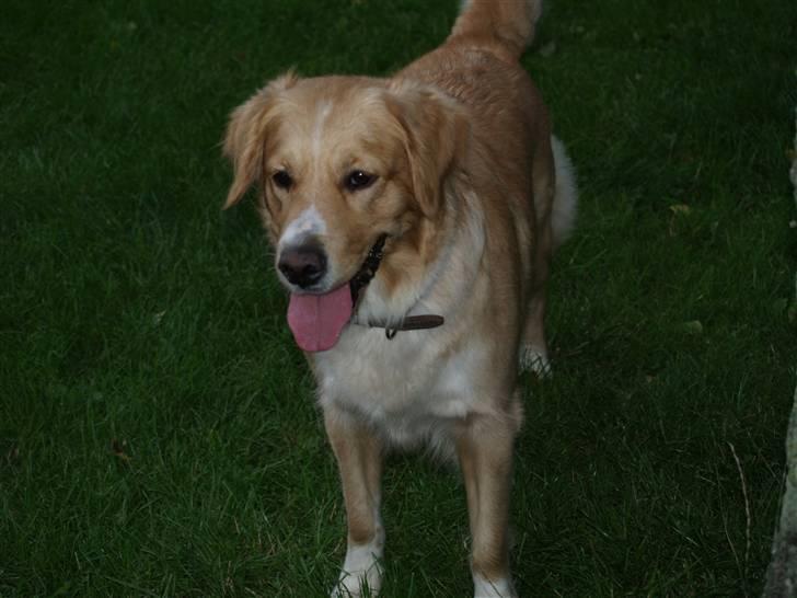 Blanding af racer Mira - Fotograf: Min ven Daniel som også er fotograf for glows.dk . .. ingen kopier a billederne tak! billede 3