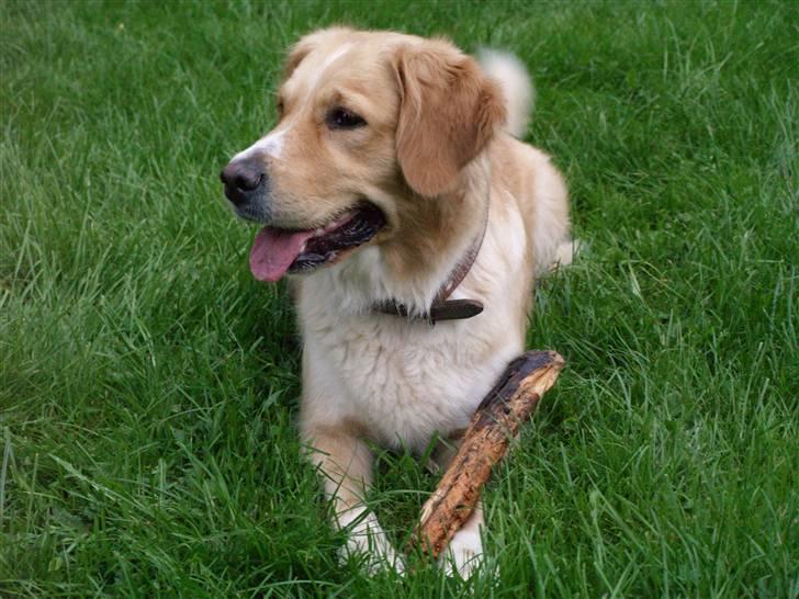 Blanding af racer Mira - Fotograf: Min ven Daniel som også er fotograf for glows.dk . .. ingen kopier a billederne tak! billede 10