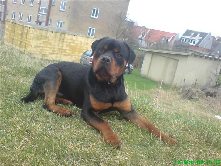 Rottweiler Zaiko - 11 måneder nu har lige været ude og bade:) billede 6