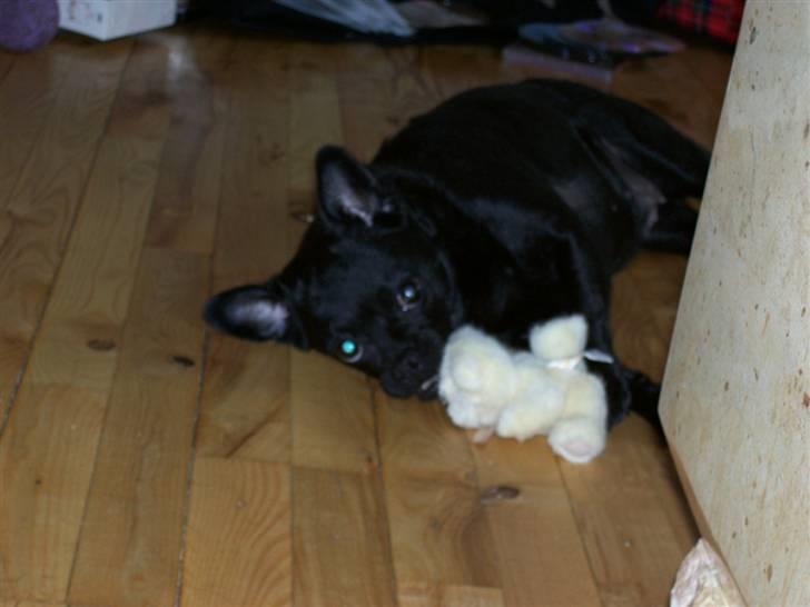 Blanding af racer Cali - Cali´s nye bamse billede 14